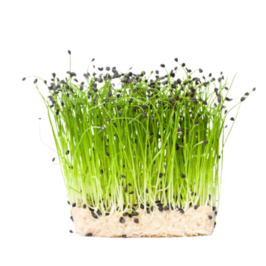 Buy Onion Microgreen Seeds (Organic, Non-Hybrid, Non-GMO, Open-Pollinated) with assured 80-95% Germination Online in India - The Art Connect