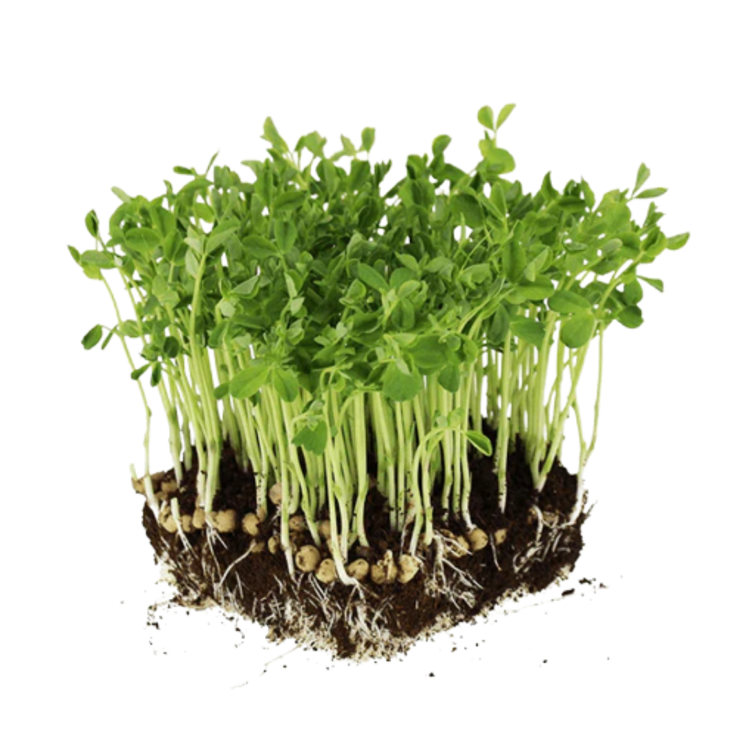 Buy Pea Microgreen Seeds (Organic, Non-Hybrid, Non-GMO, Open-Pollinated) with assured 80-95% Germination Online in India - The Art Connect