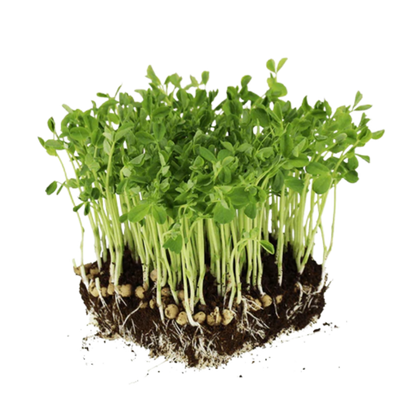 Buy Pea Microgreen Seeds (Organic, Non-Hybrid, Non-GMO, Open-Pollinated) with assured 80-95% Germination Online in India - The Art Connect