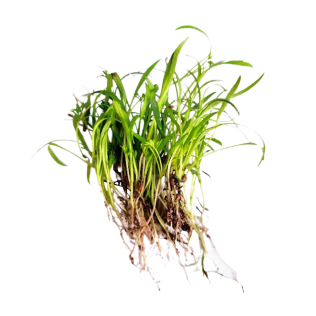 Buy Carrot Red Microgreen Seeds (Organic, Non-Hybrid, Non-GMO, Open-Pollinated) with assured 80-95% Germination Online in India - The Art Connect