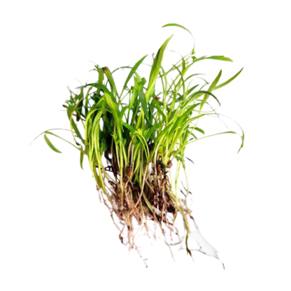 Buy Carrot Red Microgreen Seeds (Organic, Non-Hybrid, Non-GMO, Open-Pollinated) with assured 80-95% Germination Online in India - The Art Connect