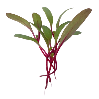 Buy Green Amaranthus Microgreen (Organic, Non-Hybrid, Non-GMO, Open-Pollinated) with assured 80-95% Germination Online in India - The Art Connect