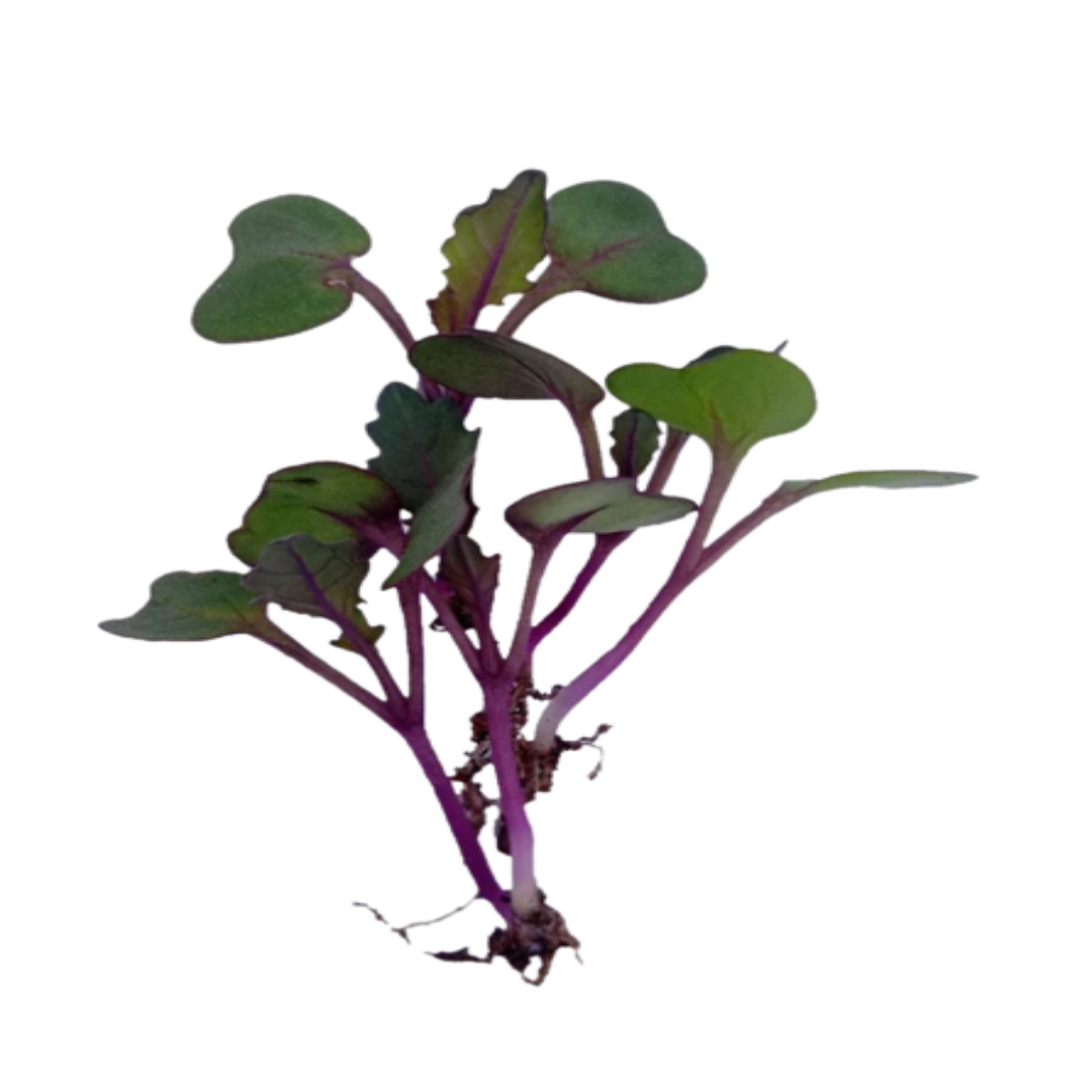 Buy Kale Spinach Microgreen Seeds (Organic, Non-Hybrid, Non-GMO, Open-Pollinated) with assured 80-95% Germination Online in India - The Art Connect