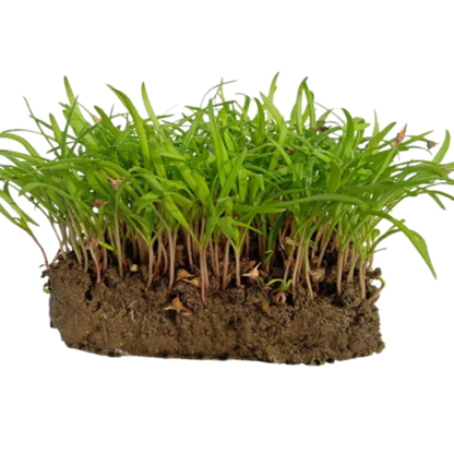 Buy Kateri (Palak) Spinach Microgreen Seeds (Organic, Non-Hybrid, Non-GMO, Open-Pollinated) with assured 80-95% Germination Online in India - The Art Connect