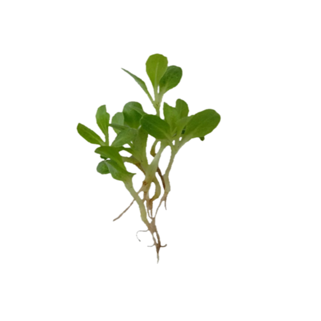 Buy Lettuce Green Microgreen Seeds (Organic, Non-Hybrid, Non-GMO, Open-Pollinated) with assured 80-95% Germination Online in India - The Art Connect