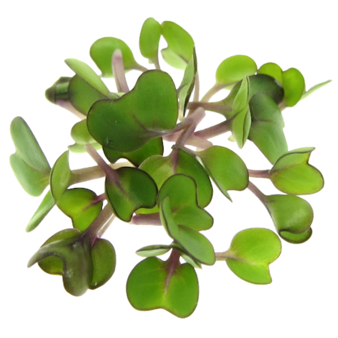 Buy Lettuce Red Microgreen Seeds (Organic, Non-Hybrid, Non-GMO, Open-Pollinated) with assured 80-95% Germination Online in India - The Art Connect