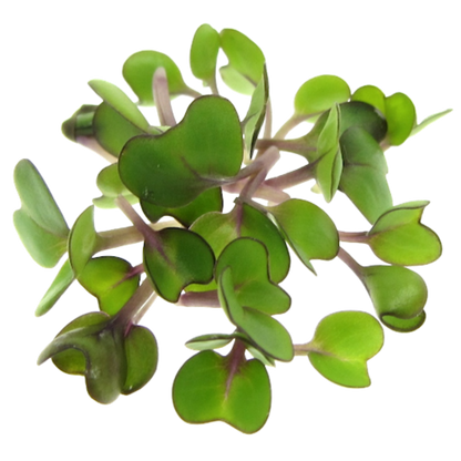 Buy Lettuce Red Microgreen Seeds (Organic, Non-Hybrid, Non-GMO, Open-Pollinated) with assured 80-95% Germination Online in India - The Art Connect