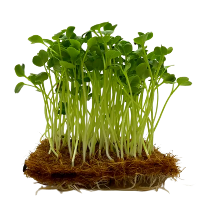 Buy Radish Microgreen Seeds (Organic, Non-Hybrid, Non-GMO, Open-Pollinated) with assured 80-95% Germination Online in India - The Art Connect