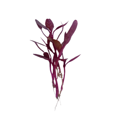 Buy Red Amaranthus Microgreen Seeds (Organic, Non-Hybrid, Non-GMO, Open-Pollinated) with assured 80-95% Germination Online in India - The Art Connect