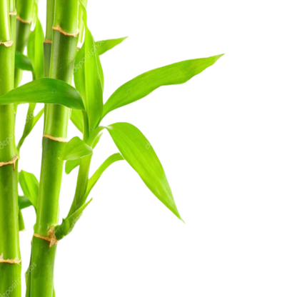 Fresh Bamboo Fragrance Oil