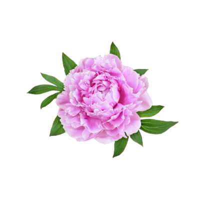 Pink Peony Fragrance Oil