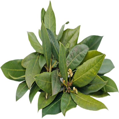 Tobacco and Bay Leaf (Paan) Fragrance Oil