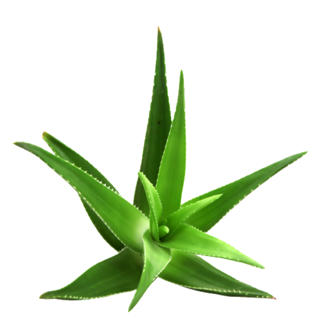 Aloevera Infused Carrier Oil (Cosmetic Grade)