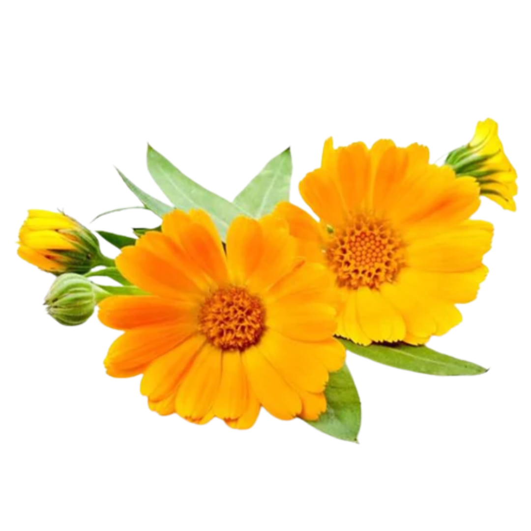 Calendula Infused Carrier Oil (Cosmetic Grade)
