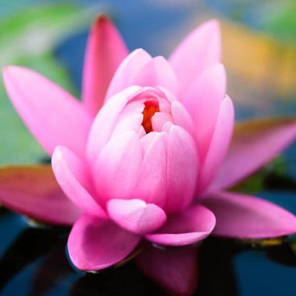 Pink Lotus Absolute (Cosmetic Grade)
